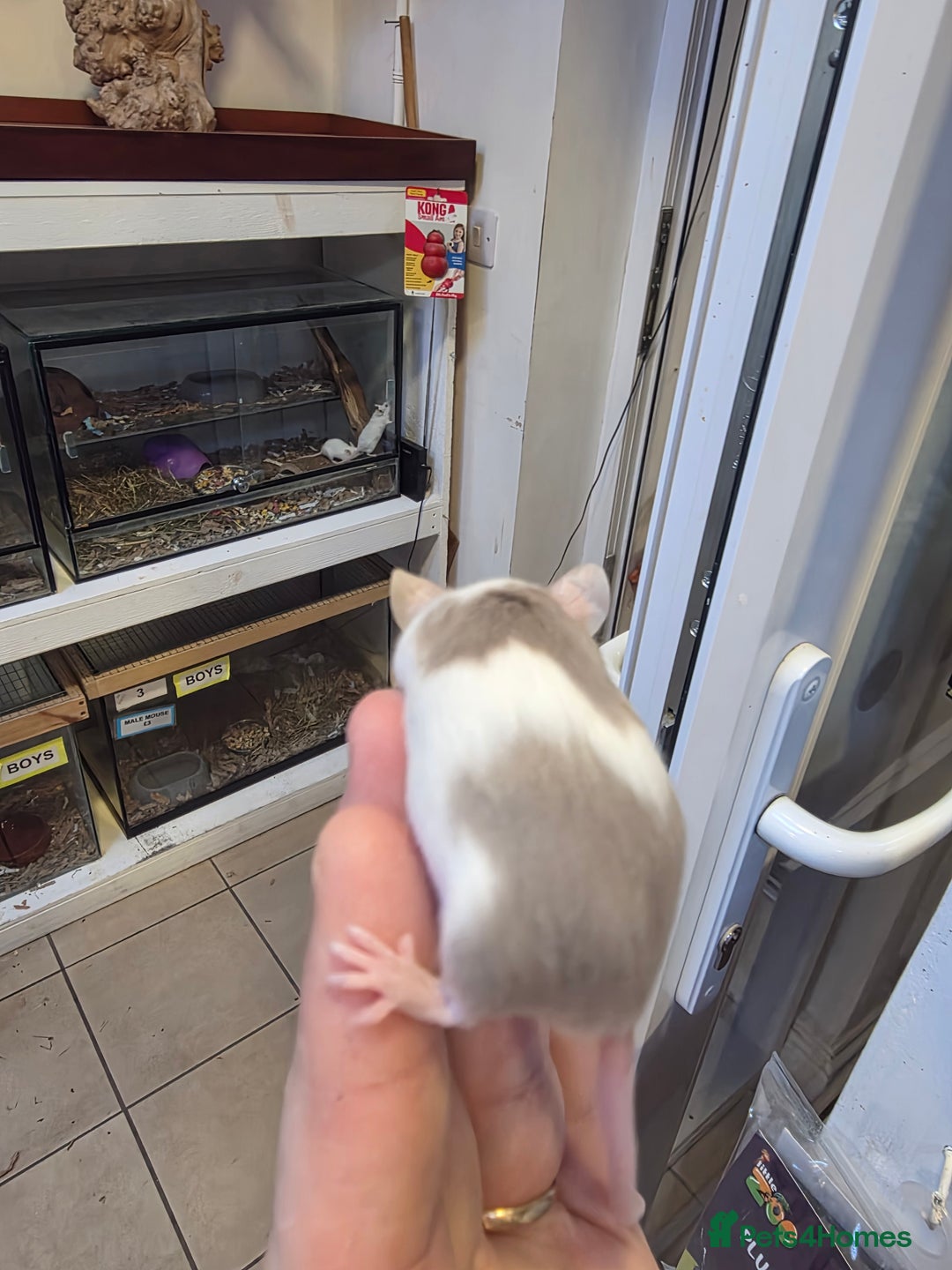 Mouse rodents for sale: Mice, males and females  - Advert 2