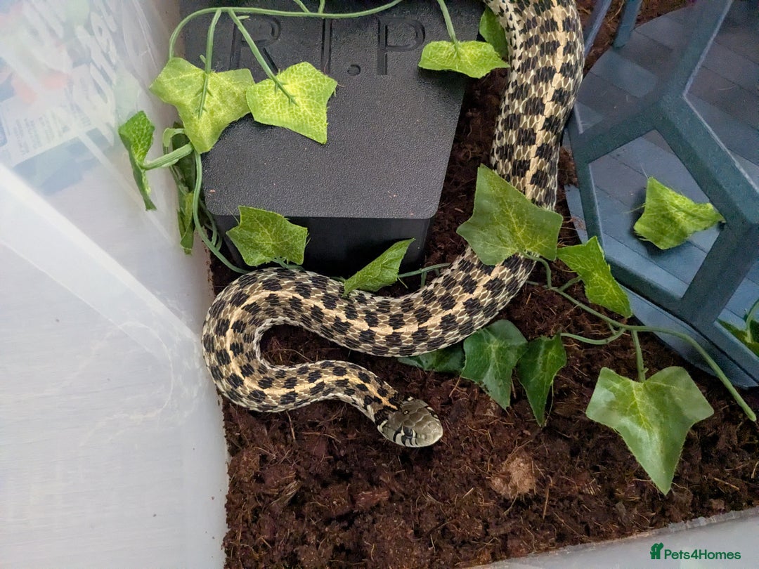 Garter Snake reptiles for sale: Gorgeous garter snake - Image 2