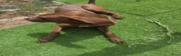 Mixed Breed dogs for sale: Brownie  - Advert 3