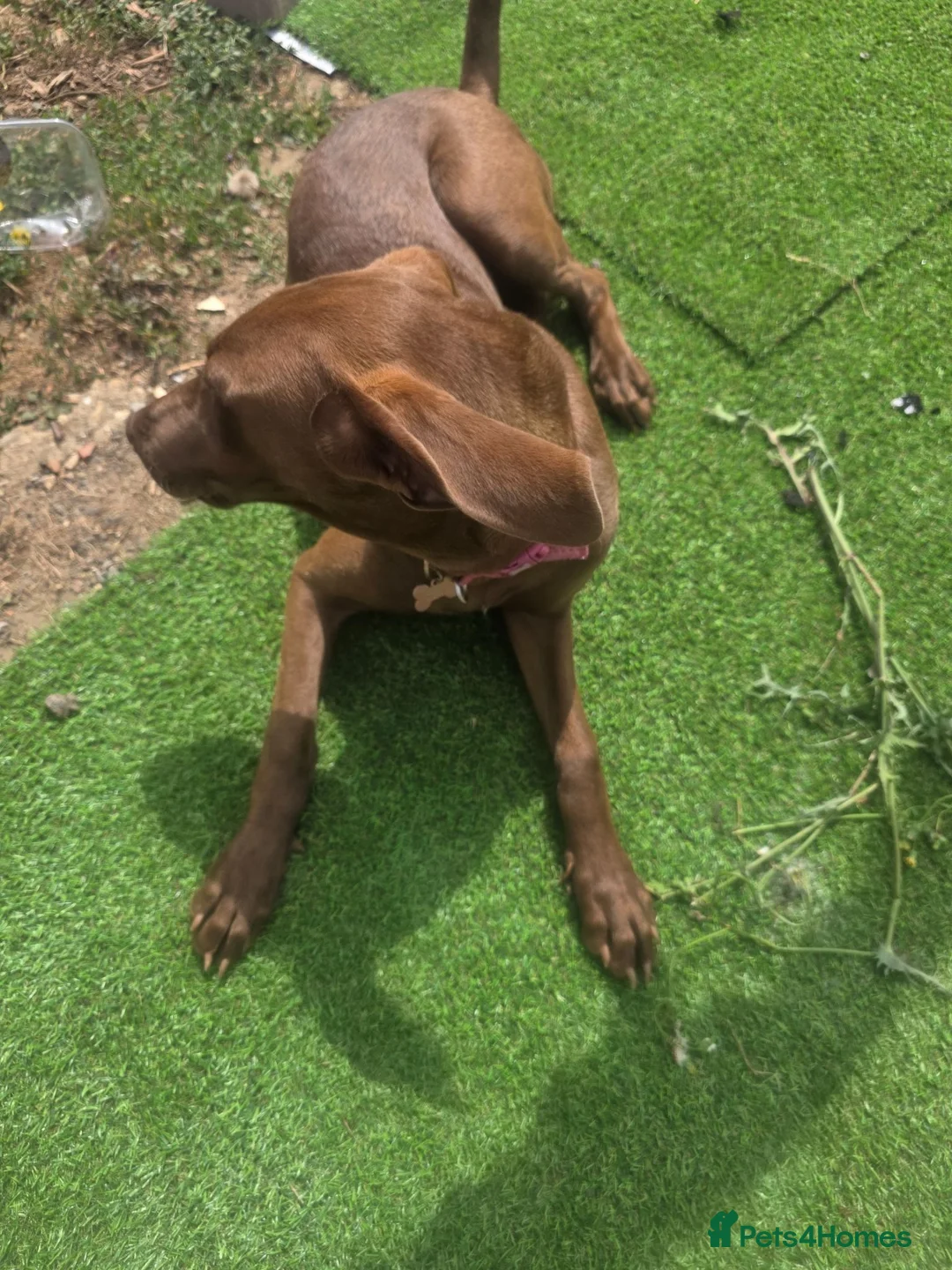 Mixed Breed dogs for sale: Brownie  - Advert 3