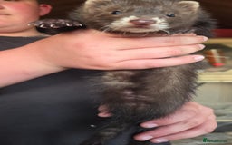 Ferret rodents for sale: ferret kits hobs and jills for sale - Image 4