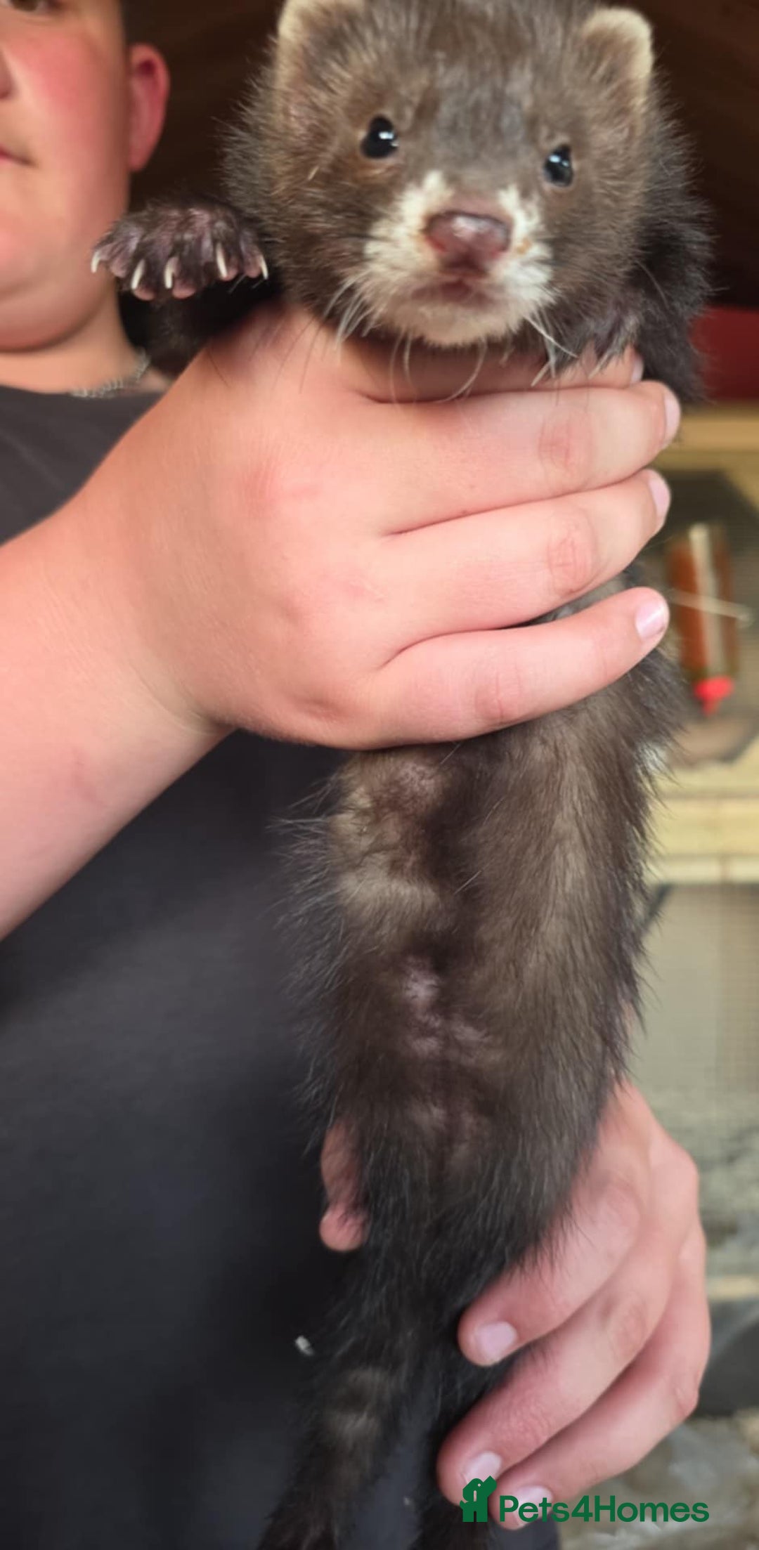 Ferret rodents for sale: ferret kits hobs and jills for sale - Image 4