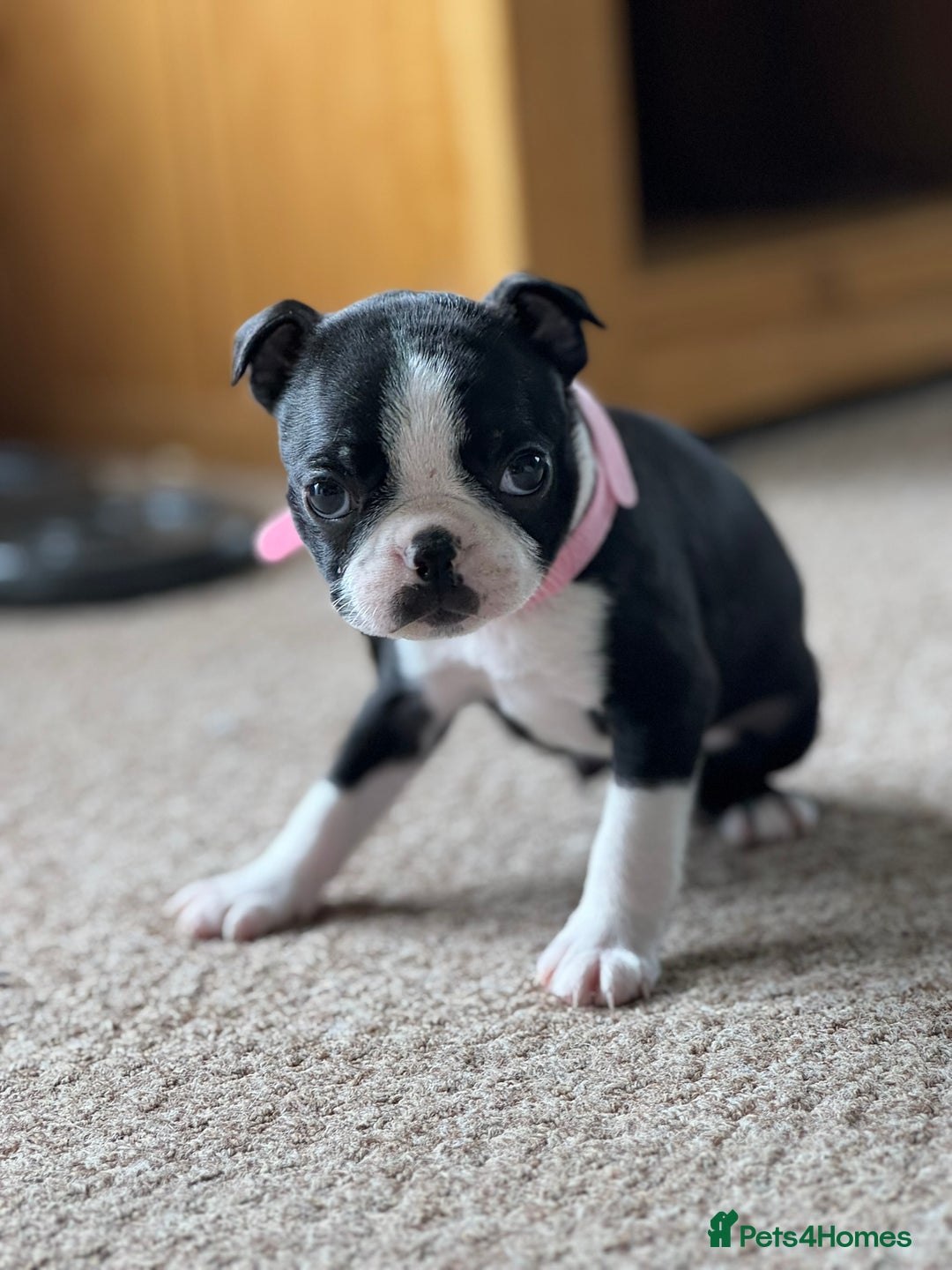 Boston Terrier dogs for sale: Gorgeous KC Boston Terrier Pups for Loving Homes - Image 15