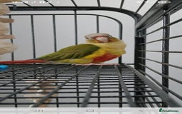 Conures birds for sale: Male conure parrot - Image 2