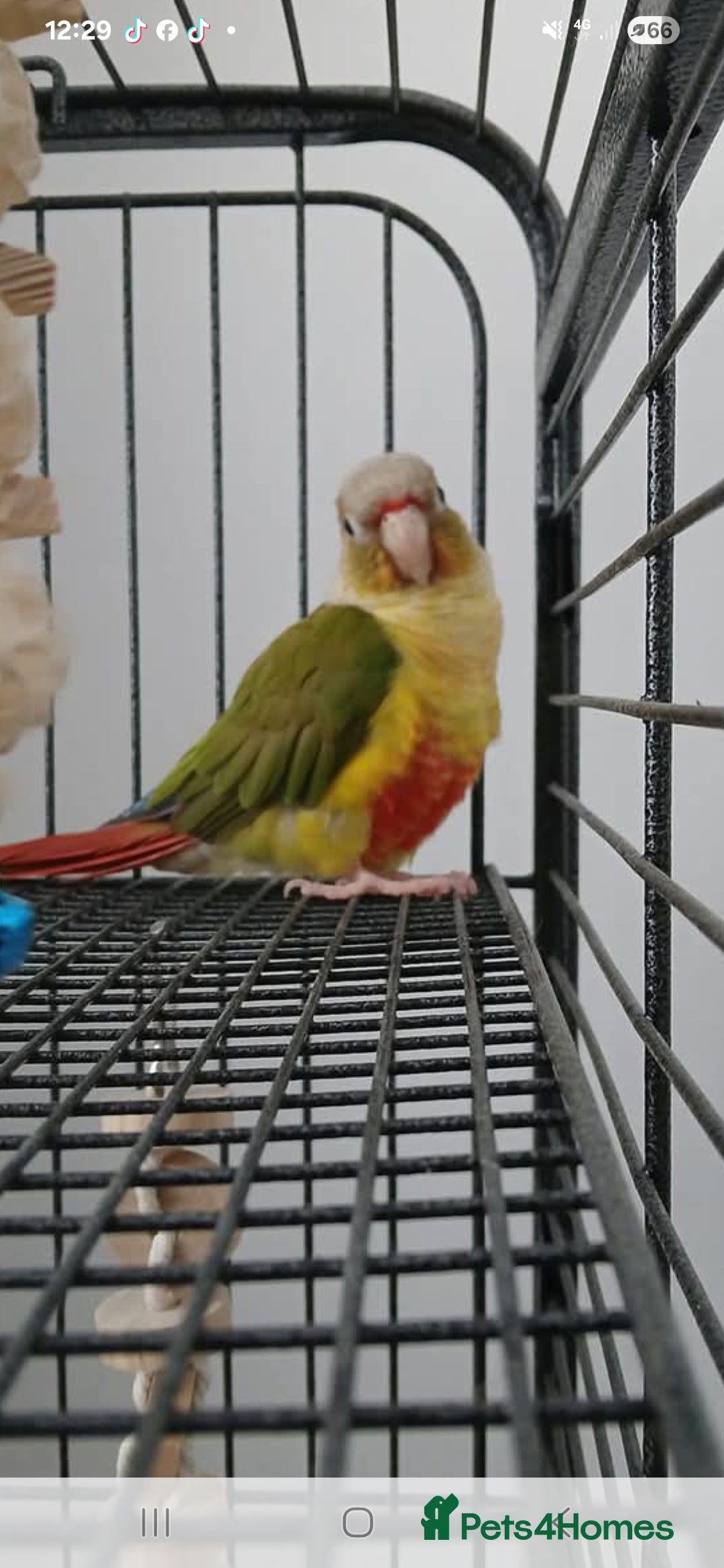 Conures birds for sale: Male conure parrot - Image 2