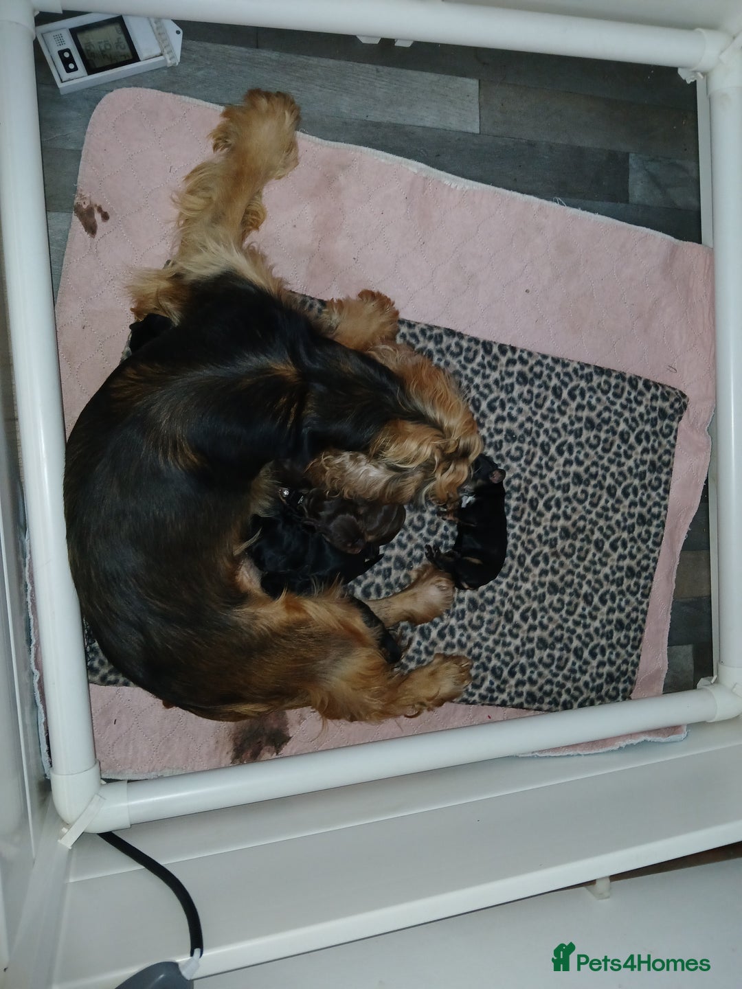 Cocker Spaniel dogs for sale: 1 male 1 Female Stunning KC Show Cocker Puppies - Advert 2