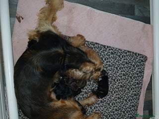 Cocker Spaniel dogs - Advert 5