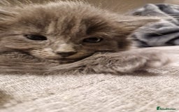 Mixed Breed cats for sale: Long haired Grey kittens  - Image 3