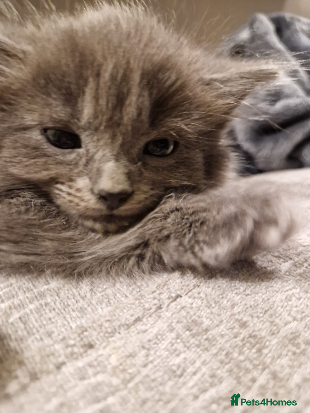 Mixed Breed cats for sale: Long haired Grey kittens  - Image 3