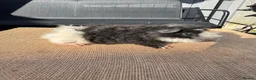 Guinea Pig rodents for sale: Stunning boars - Advert 12