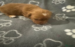 Cocker Spaniel dogs for sale: Fox Red Cocker Spaniel - Image 9