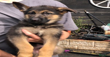 German Shepherd dogs - Advert 8