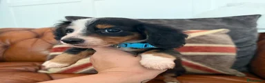 Miniature Dachshund 4