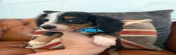 Miniature Dachshund dogs for sale: Miniature Dachshund 5 ⭐ License 5 ⭐ reviews - Advert 24