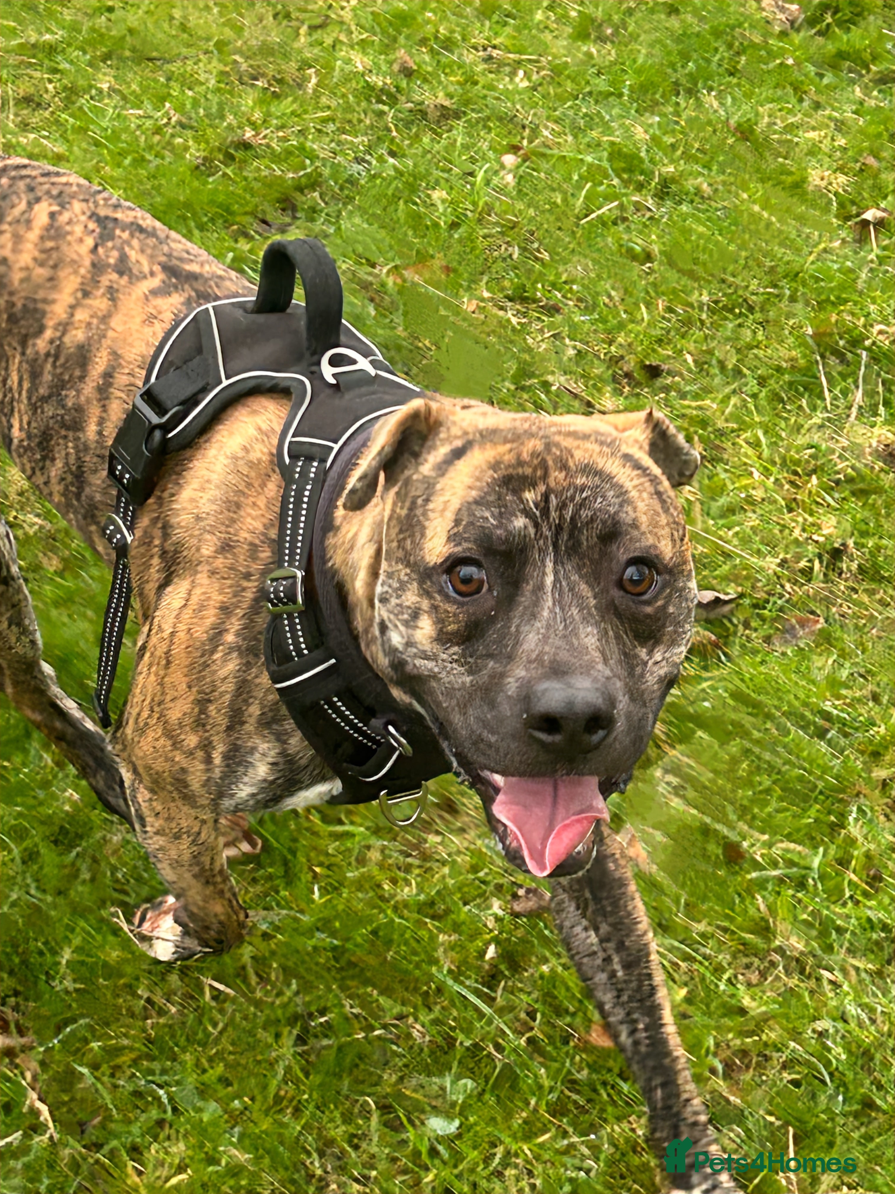 Mixed Breed dogs Boxer x Staffy  - Advert 1