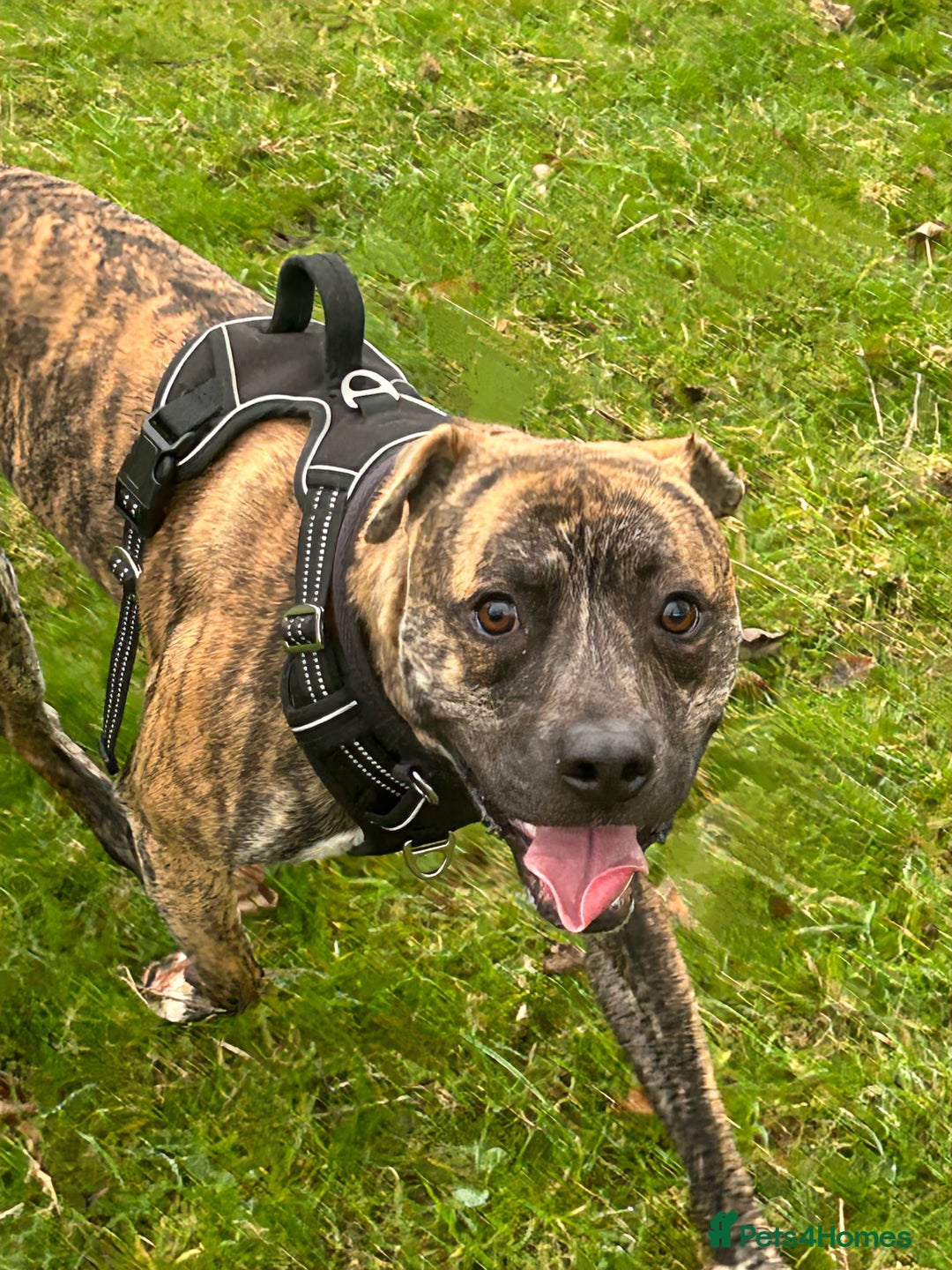 Mixed Breed dogs for sale: Boxer x Staffy  - Advert 1