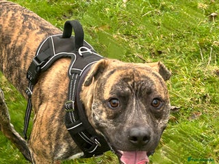 Mixed Breed dogs Boxer x Staffy - Advert 2