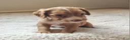 Cocker Spaniel dogs for sale: Fantastic Working Cockers  - Advert 18