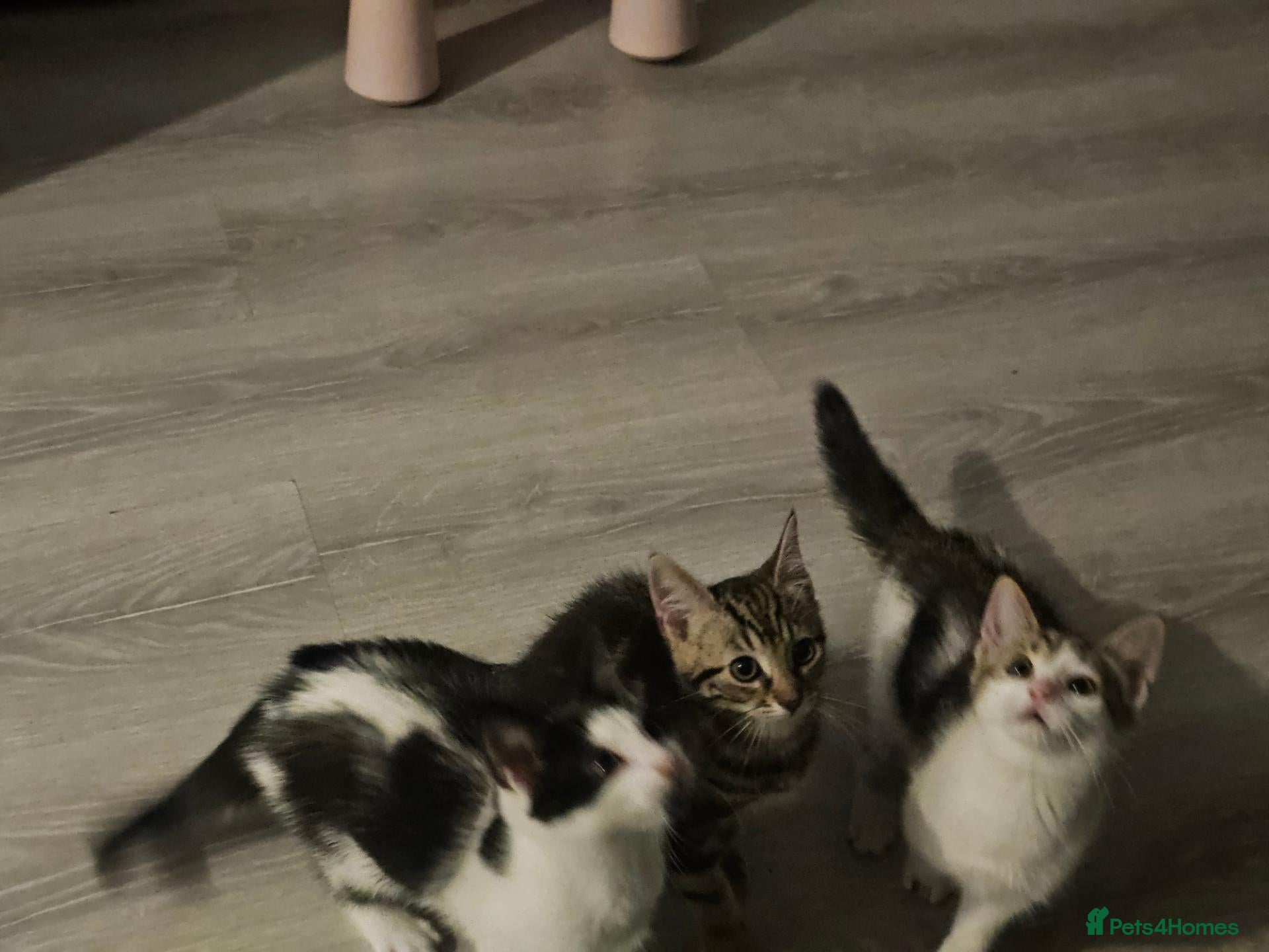 Mixed Breed cats Beautiful kitties  - Advert 10