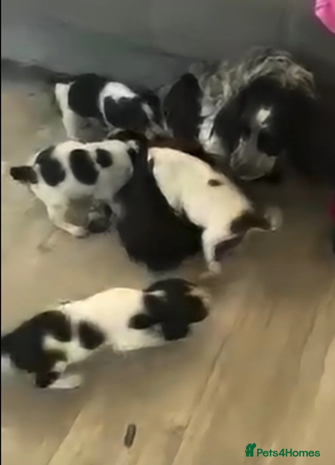 Cocker Spaniel dogs for sale: Beautiful 9 Week Old Cocker Spaniel Female  in Hove - Advert 9