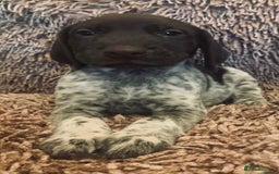 German Shorthaired Pointer dogs for sale: Exceptionally Well Bred German Shorthair Pointer  - Image 6