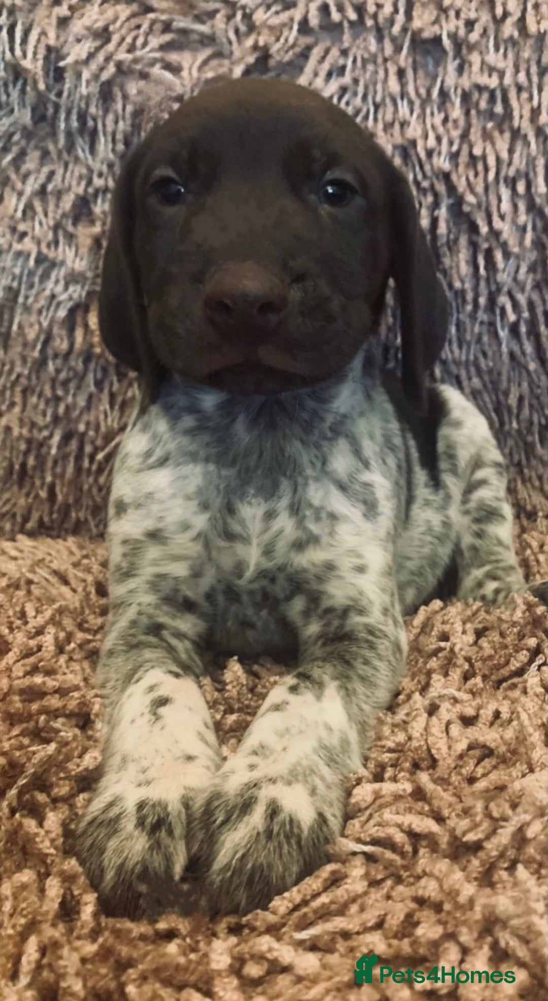 German Shorthaired Pointer dogs for sale: Exceptionally Well Bred German Shorthair Pointer  - Image 6