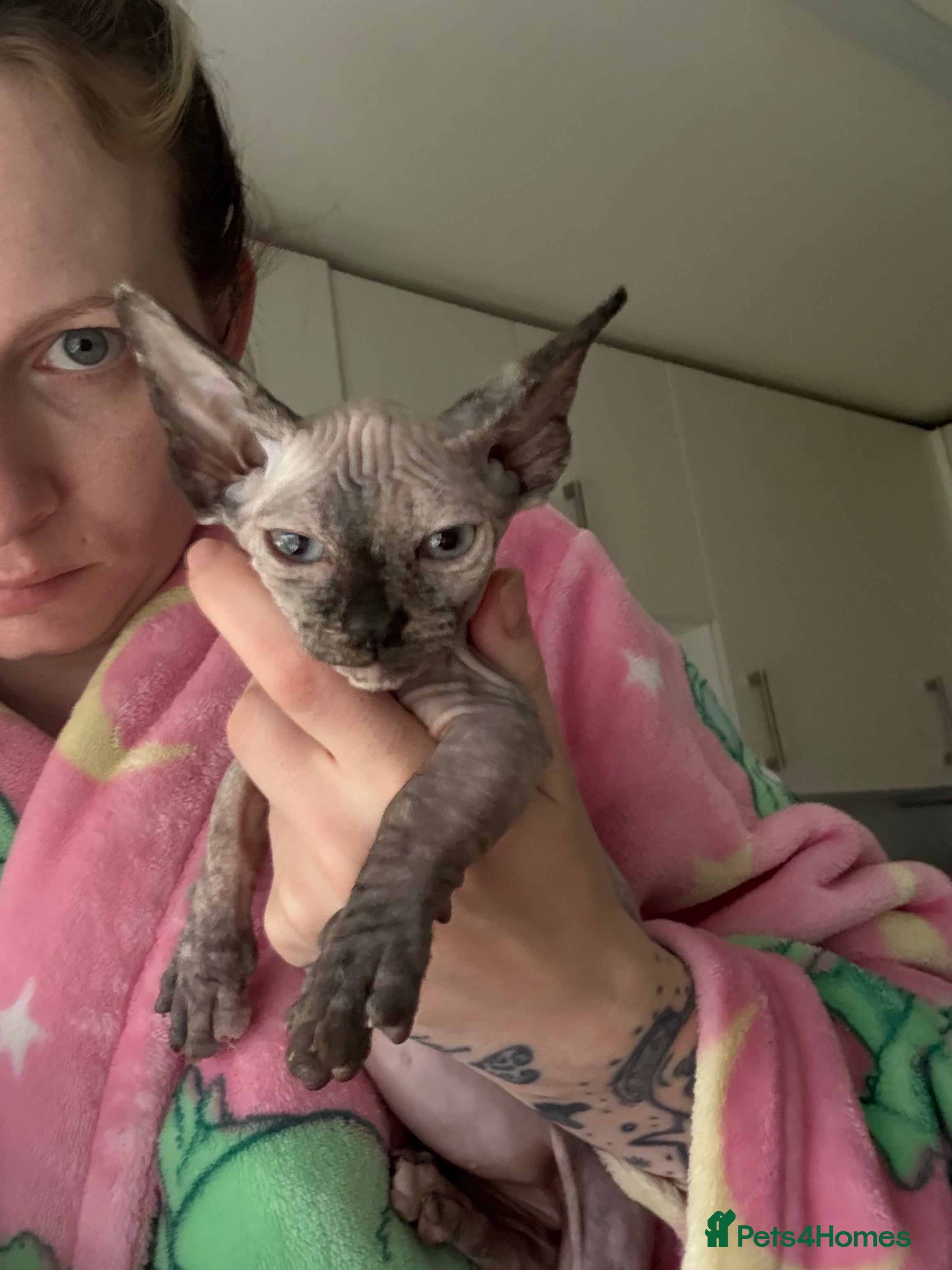 Sphynx cats Female bambino Sphynx  - Advert 1