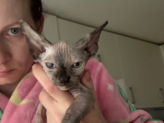 Sphynx cats Female bambino Sphynx - Advert 1