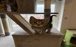 Mixed Breed cats for sale: Adorable Kittens Looking for Forever Homes! 🐱💕 - Image 13