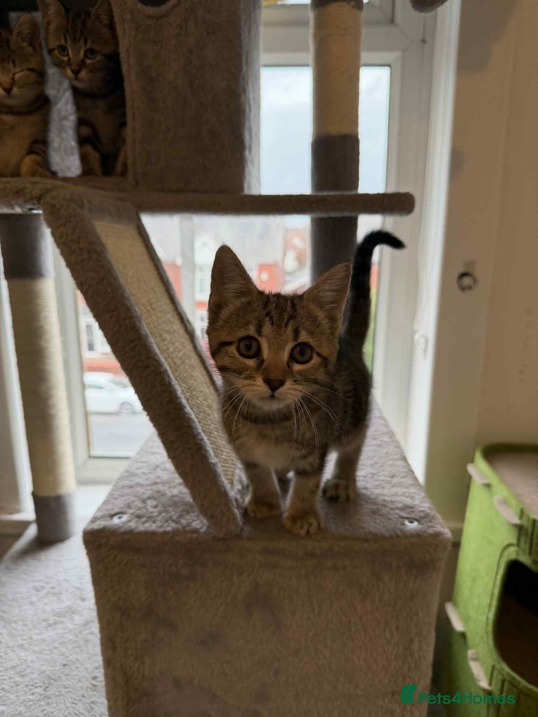 Mixed Breed cats for sale: Adorable Kittens Looking for Forever Homes! 🐱💕 - Image 13