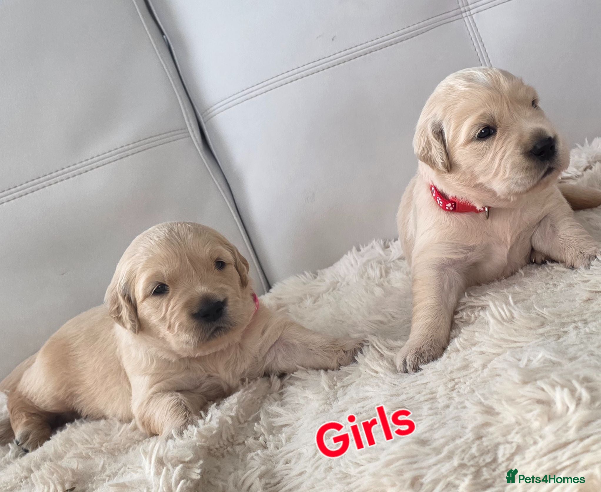 Golden Retriever dogs 5* Golden Retriver puppies - Advert 2
