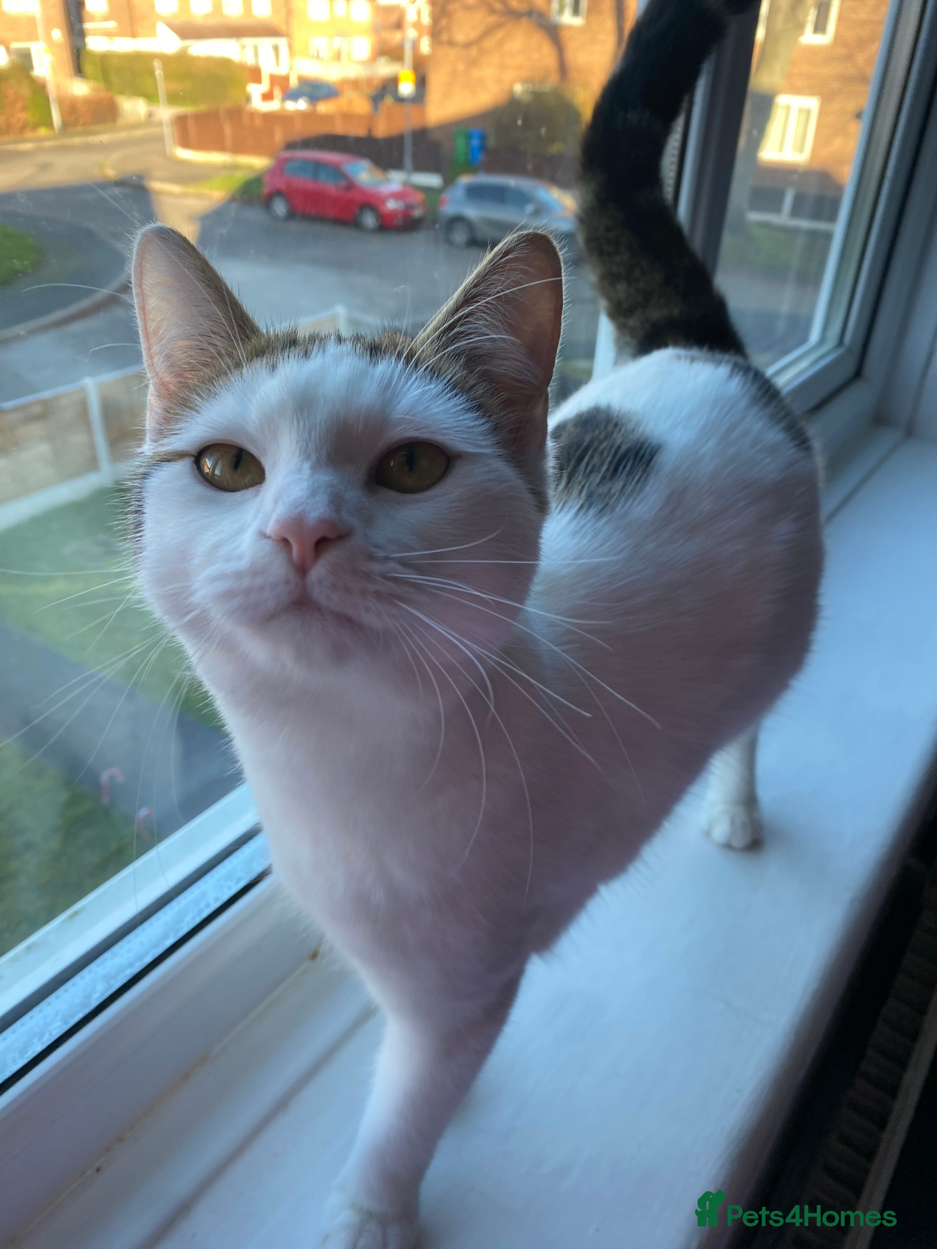 Domestic Shorthair cats Female kitten  - Advert 1