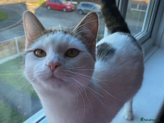 Domestic Shorthair cats Female kitten - Advert 1