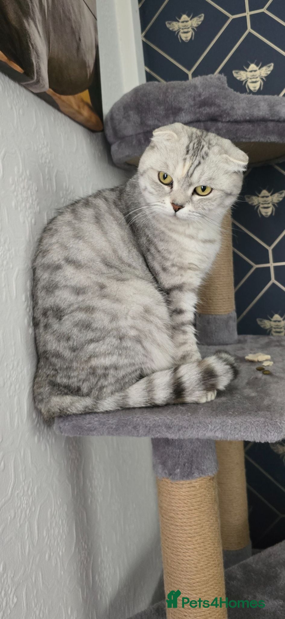 Scottish Fold cats Rare scottish fold female  - Advert 15
