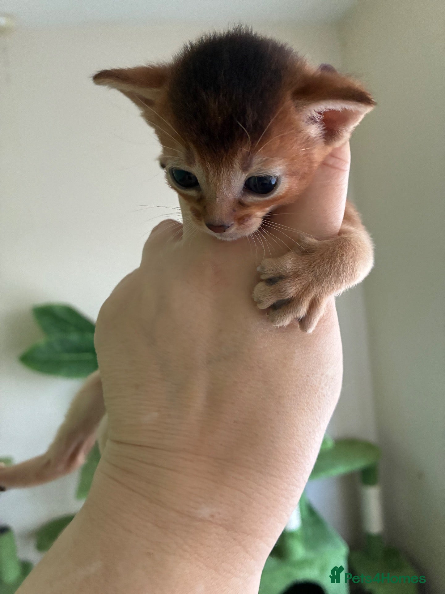 Abyssinian cats TICA 5* Pedigree Abyssinians  - Advert 2