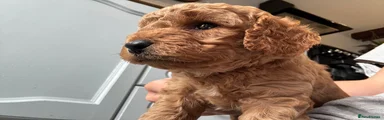 Cavapoo 3