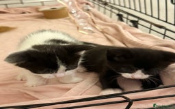 Domestic Shorthair cats for sale: Two beautiful kittens left - Image 6