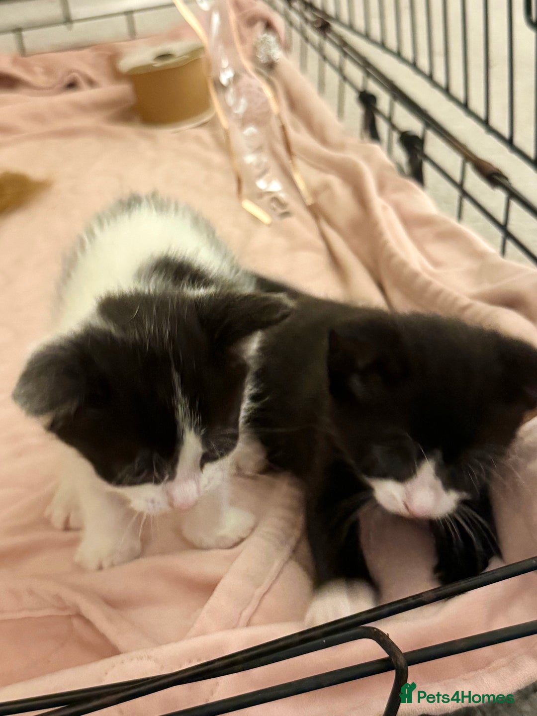 Domestic Shorthair cats for sale: Two beautiful kittens left - Image 6