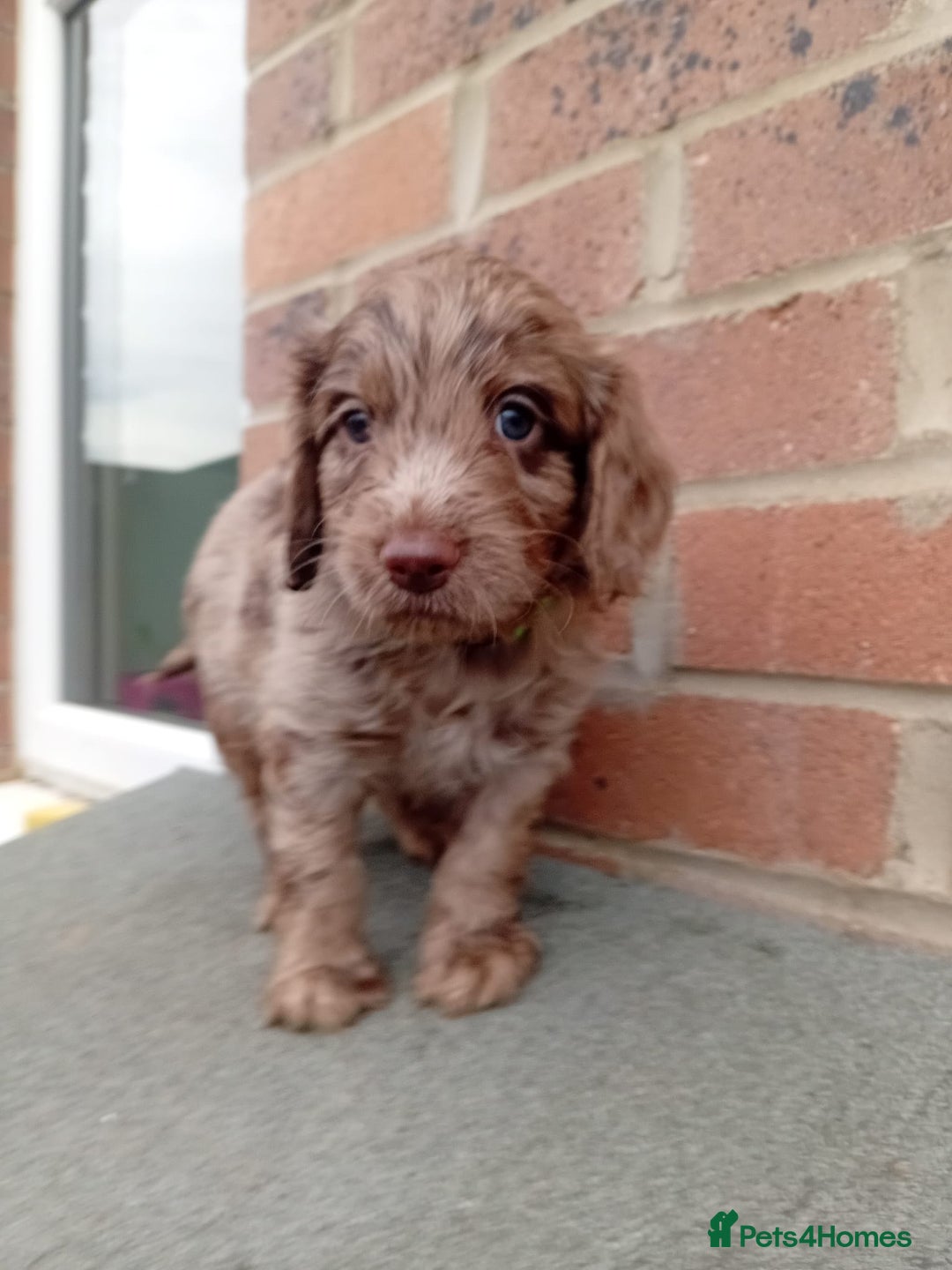 Cockapoo dogs for sale: Ready now stunning cockapoo girls - Advert 16