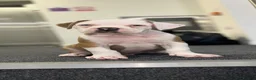 Alapaha Blue Blood Bulldog dogs for sale: Alapahabluebloodbulldog  in Gloucester - Advert 4