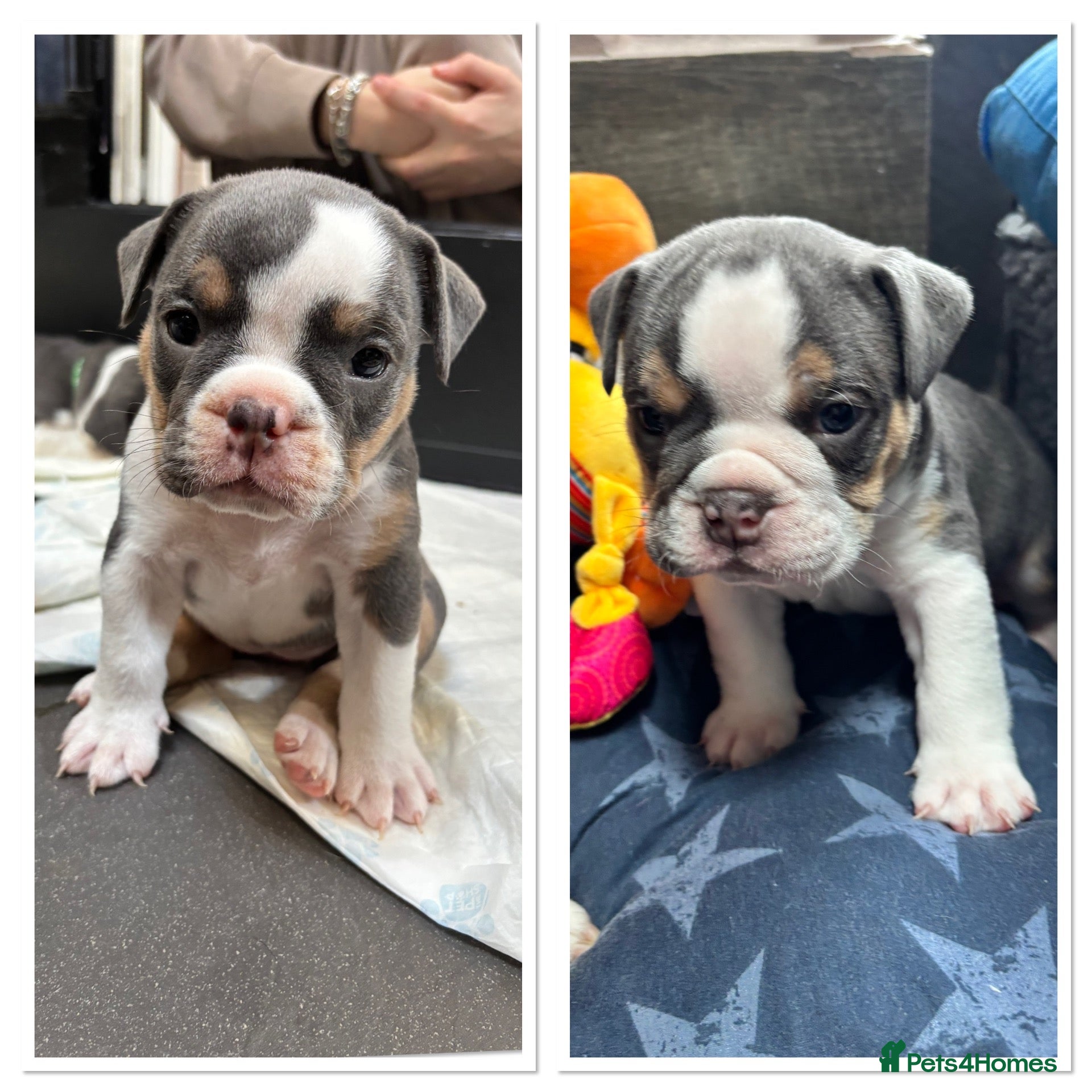Olde English Bulldogge dogs Last two gorgeous pups  - Advert 1