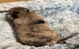 Pomeranian dogs for sale: Very adorable Pomeranian Puppies - Image 13