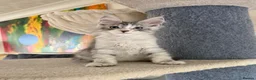 Maine Coon cats for sale: Mackerel tabby boys  - Advert 10