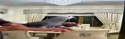 Parrots birds for sale: Beautiful African grey - Advert 3