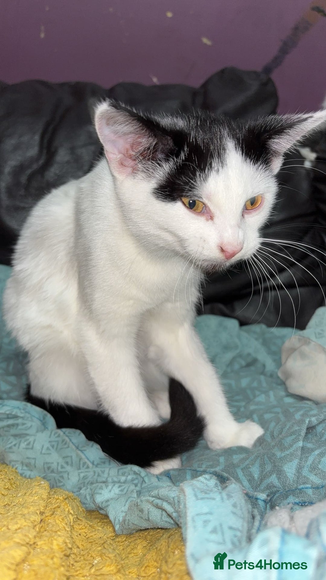 American Shorthair cats for sale: 3 black and white cats - Advert 4