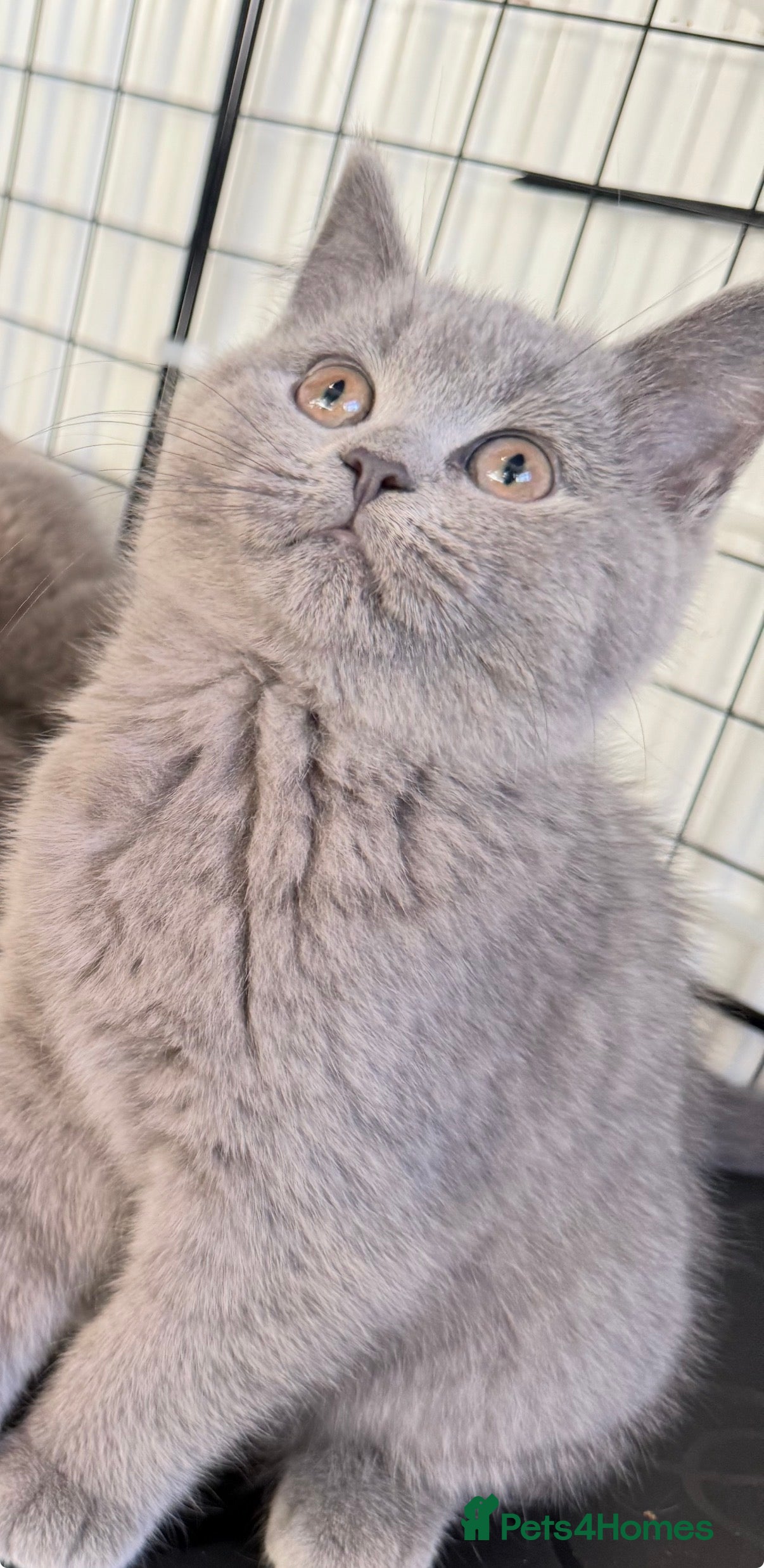 British Shorthair cats One lilac girl still available to take home 🐱  - Advert 15