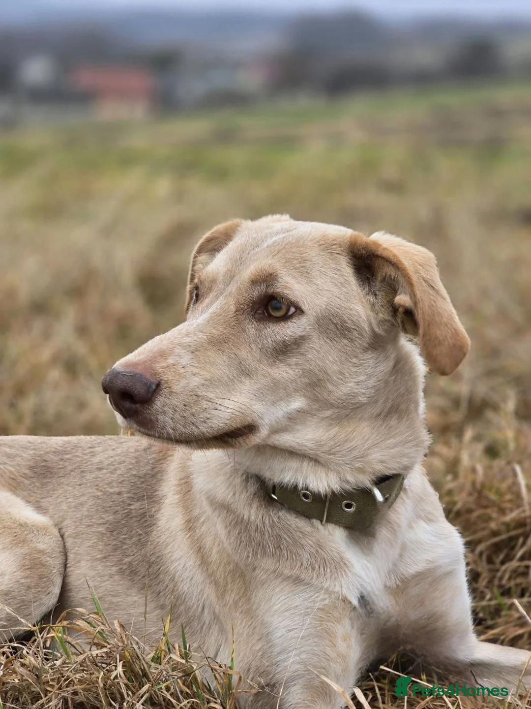 Mixed Breed dogs for adoption: URGENT: ❤️Jena❤️- amazing a 1 year old girl - Advert 13