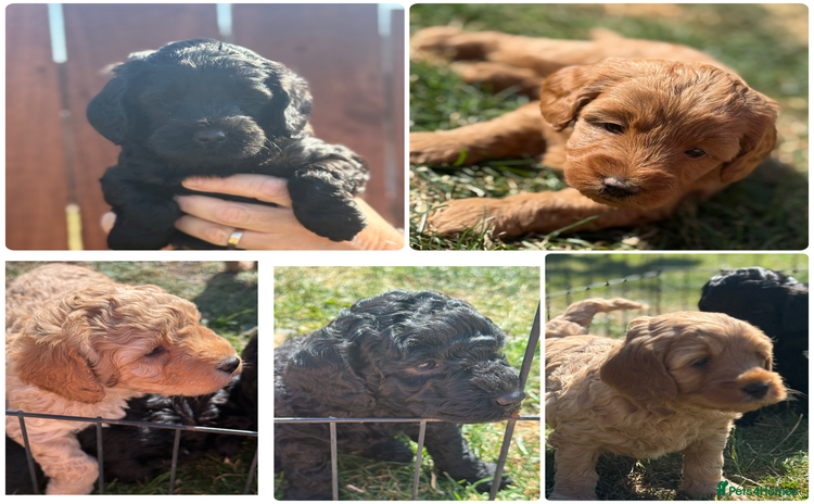 Cockapoo dogs - Advert 4