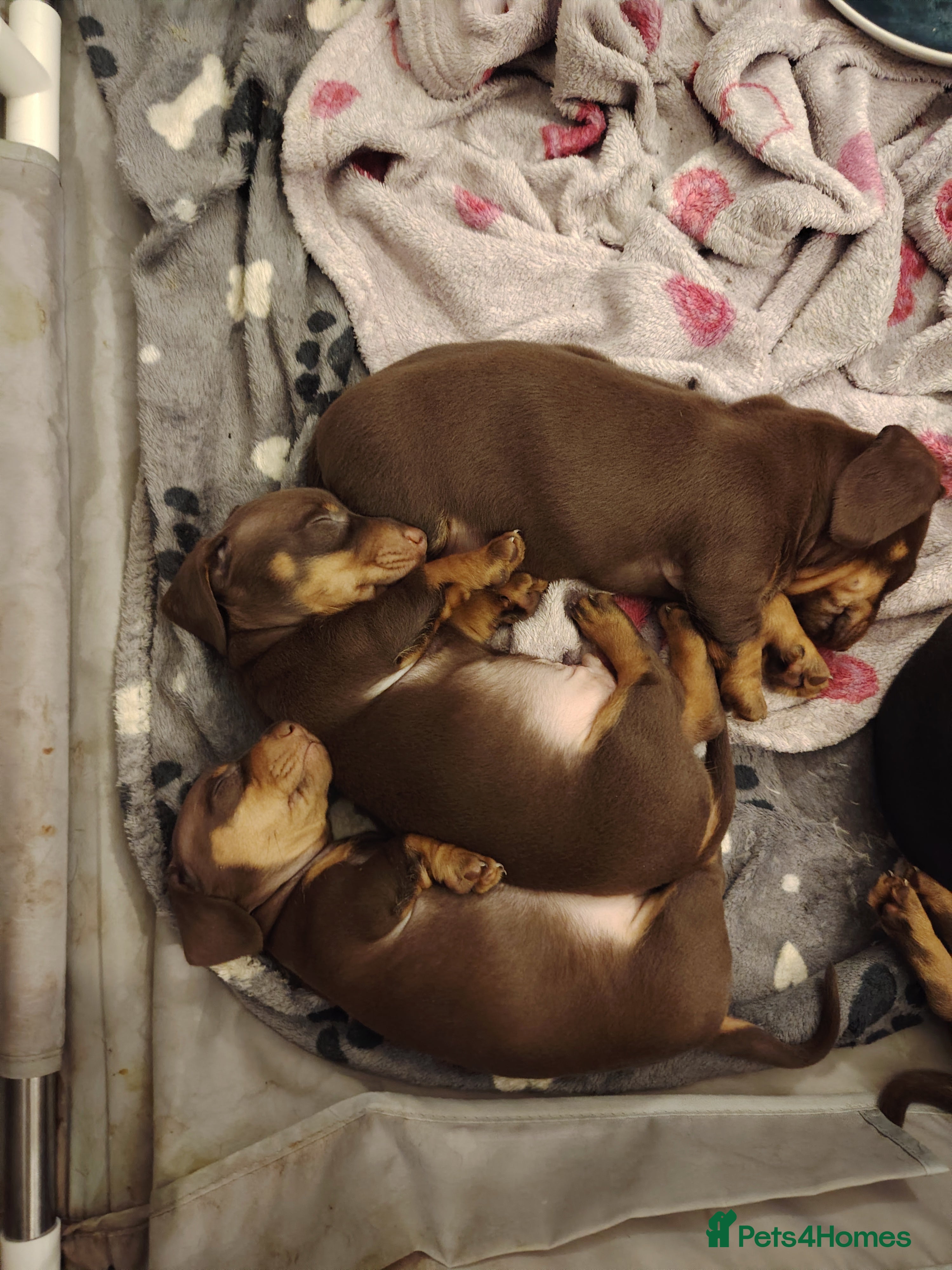 Miniature Dachshund dogs Mini dachshund - Advert 11