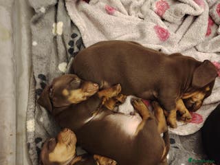 Miniature Dachshund dogs Mini dachshund - Advert 11